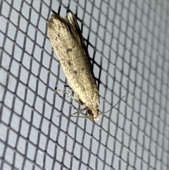 Oecophoridae (family) at Jerrabomberra, NSW - suppressed