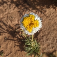 Polycalymma stuartii at Menindee, NSW - 2 Sep 2022 by Darcy