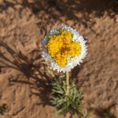 Polycalymma stuartii (Poached Egg Daisy) at Kinchega National Park - 2 Sep 2022 by Darcy