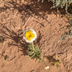 Polycalymma stuartii at suppressed - 2 Sep 2022