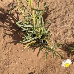 Polycalymma stuartii at suppressed - suppressed