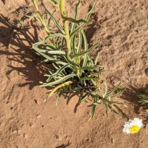 Polycalymma stuartii at suppressed - suppressed