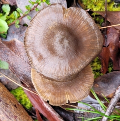 zz agaric (stem; gills not white/cream) at Kowen Escarpment - 9 Sep 2022 by trevorpreston