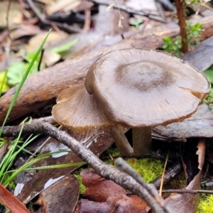 zz agaric (stem; gills not white/cream) at Kowen, ACT - 9 Sep 2022