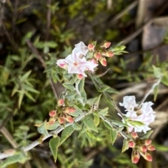 Leucopogon virgatus (Common Beard-heath) at Bruce, ACT - 9 Sep 2022 by Steve_Bok