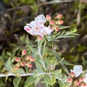 Leucopogon virgatus at Bruce, ACT - 9 Sep 2022 11:56 AM