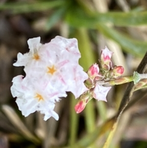 Leucopogon virgatus at Bruce, ACT - 9 Sep 2022 11:56 AM