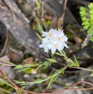 Leucopogon virgatus at Bruce, ACT - 9 Sep 2022 11:56 AM