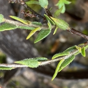 Leucopogon virgatus at Bruce, ACT - 9 Sep 2022