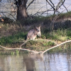 Osphranter robustus robustus (Eastern Wallaroo) at Menindee, NSW - 2 Sep 2022 by Darcy