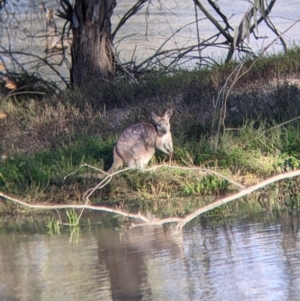 Osphranter robustus robustus at Menindee, NSW - 2 Sep 2022