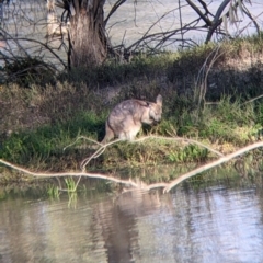 Osphranter robustus robustus at Menindee, NSW - 2 Sep 2022 05:04 PM