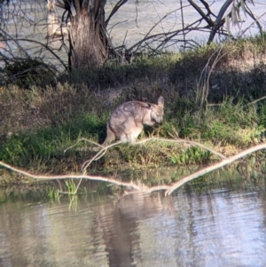 Osphranter robustus robustus at Menindee, NSW - 2 Sep 2022