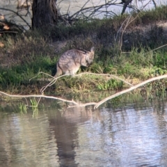 Osphranter robustus robustus at Menindee, NSW - 2 Sep 2022 05:04 PM