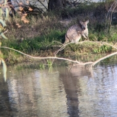 Osphranter robustus robustus at Menindee, NSW - 2 Sep 2022 05:04 PM