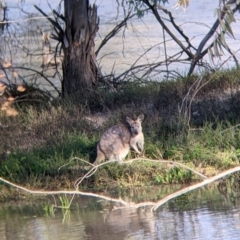 Osphranter robustus robustus at Menindee, NSW - 2 Sep 2022