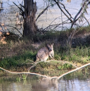 Osphranter robustus at Menindee, NSW - 2 Sep 2022