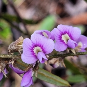 Hovea heterophylla at Kowen, ACT - 9 Sep 2022