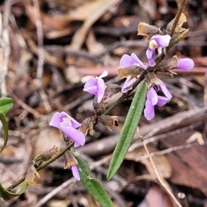 Hovea heterophylla at Kowen, ACT - 9 Sep 2022