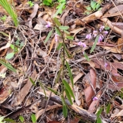 Hovea heterophylla at Kowen, ACT - 9 Sep 2022