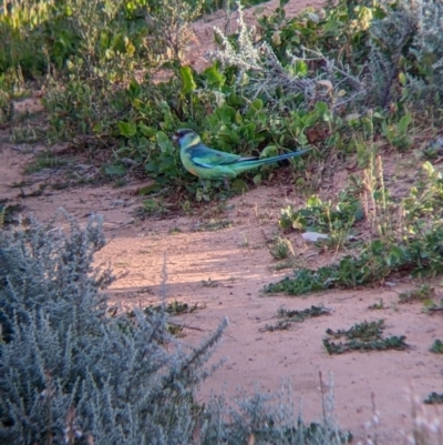 Barnardius zonarius (Australian Ringneck) at Kinchega National Park - 2 Sep 2022 by Darcy