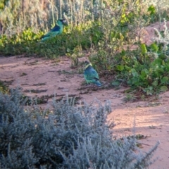 Barnardius zonarius at Menindee, NSW - 2 Sep 2022 05:07 PM