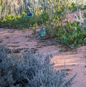 Barnardius zonarius at Menindee, NSW - 2 Sep 2022 05:07 PM