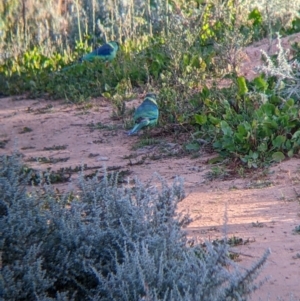 Barnardius zonarius at Menindee, NSW - 2 Sep 2022