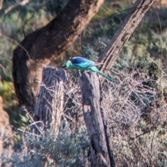 Barnardius zonarius at Menindee, NSW - 2 Sep 2022 05:07 PM