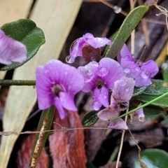 Hovea heterophylla (Common Hovea) at Kowen, ACT - 9 Sep 2022 by trevorpreston