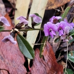 Hovea heterophylla at Kowen, ACT - 9 Sep 2022