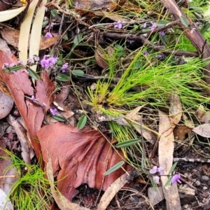 Hovea heterophylla at Kowen, ACT - 9 Sep 2022