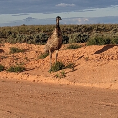 Dromaius novaehollandiae (Emu) at Kinchega National Park - 2 Sep 2022 by Darcy