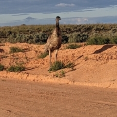 Dromaius novaehollandiae (Emu) at Menindee, NSW - 2 Sep 2022 by Darcy