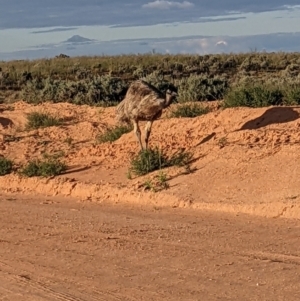 Dromaius novaehollandiae at Menindee, NSW - 2 Sep 2022