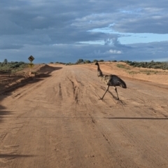 Dromaius novaehollandiae at Menindee, NSW - 2 Sep 2022