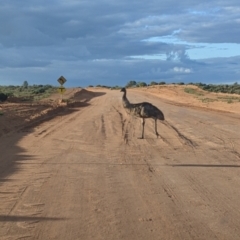 Dromaius novaehollandiae at Menindee, NSW - 2 Sep 2022