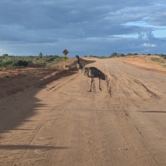 Dromaius novaehollandiae at Menindee, NSW - 2 Sep 2022