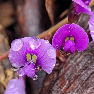 Hardenbergia violacea (False Sarsaparilla) at Kowen Escarpment - 9 Sep 2022 by trevorpreston