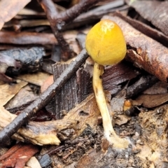 Stropharia sp. (Stropharia) at Kowen Escarpment - 9 Sep 2022 by trevorpreston