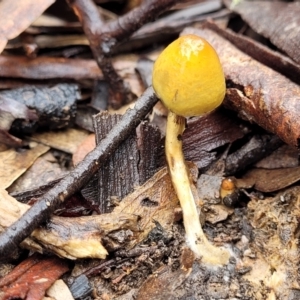 Stropharia sp. at Kowen, ACT - 9 Sep 2022