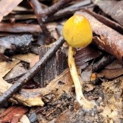 Unidentified Cap on a stem; gills below cap [mushrooms or mushroom-like] (TBC) at Kowen, ACT - 9 Sep 2022 by trevorpreston
