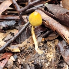 Stropharia sp. at Kowen, ACT - 9 Sep 2022 12:09 PM