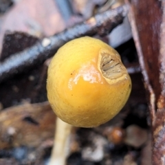 Stropharia sp. at Kowen, ACT - 9 Sep 2022