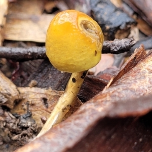 Stropharia sp. at Kowen, ACT - 9 Sep 2022