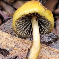 Stropharia sp. at Kowen, ACT - 9 Sep 2022