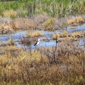 Himantopus leucocephalus at Wilcannia, NSW - 3 Sep 2022 11:59 AM