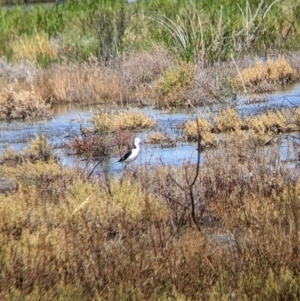 Himantopus leucocephalus at Wilcannia, NSW - 3 Sep 2022 11:59 AM