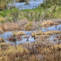 Himantopus leucocephalus at Wilcannia, NSW - 3 Sep 2022