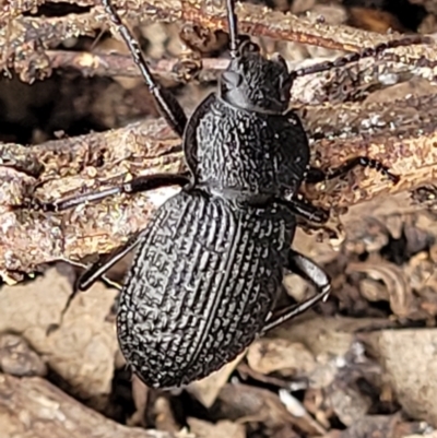 Adelium porcatum (Darkling Beetle) at Kowen, ACT - 9 Sep 2022 by trevorpreston